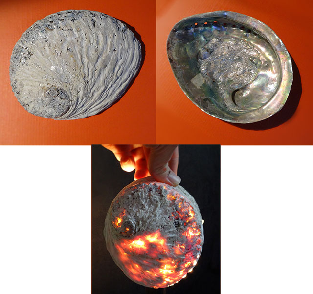 glowingshell.jpg glowingshell.jpg